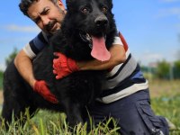 Irkının en iyisi Siyah Kurt Köpeğimiz