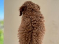 A kalite toy poodle