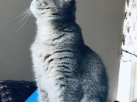 Ücretsiz sahiplendirilecektir british shorthair