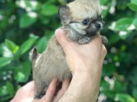 ÖZEL LONGHAİR MİKRO TEACUP CHİHUAHUA