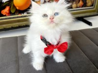 Kaliteli British Longhair Bebekler