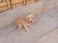 8 Aylık American Cocker