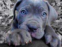 ORJİNAL BLUE CANE CORSO YAVRULAR