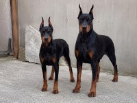 Seçkin Kan Hattı Doberman Yavrusu Fotoğraflı Ebeveyn