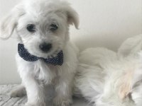 Maltese kardesler