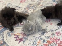Safkan British Longhair Yavrularım