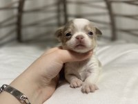 Kalite şivava bebek köpekler