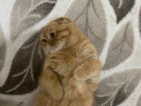 Scottish fold oğlumun Çiftleşmesi için dişi arıyorum