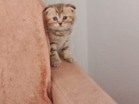 Evde doğan çok uyguna orjinal british shorthair yavrular