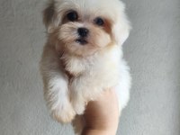 Teacup dişi Kore Maltese