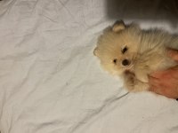 YAVRU BOO 50 GÜNLÜK POMERANİAN BOO