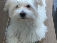 Maltese 4 aylık