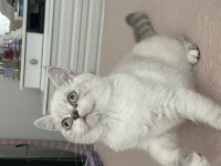 6 aylık aşılı exotic shorthair