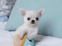 TÜRKİYENİN EN MİNİK TEACUP CHİHUAHUA BEBEKLERİ
