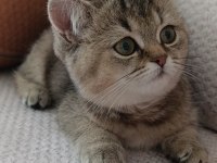 Yakışıklı yavru british shorthair