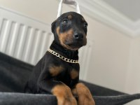 Dişi estetikli doberman bebekler