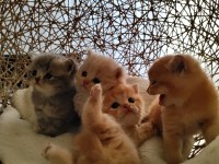 Golden british longhair kardeşler