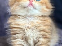 British longhair golden bebek