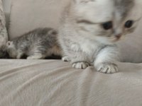 Harika show scottish fold yavrular
