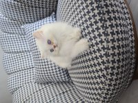 British Longhair Golden Point Erkek
