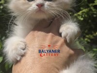 British Longhair Blue Golden Erkek yavru