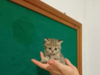 British shorthair 40 günlük yavrular