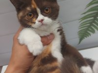 DİŞİ CHOCOLATE CALICO BRITISH SHORTHAIR