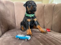 Aysa Ve Zagrosun Doberman Bebekleri