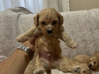 Maltipoo yavrularımız