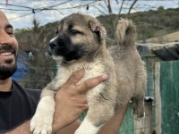 Karaboğa kangal yavruları bir