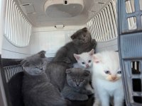 SCOTTISH FOLD VE BRITISH SHORTHAIR YAVRULARI ANKARA