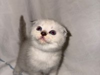 Çok Sevimli British Shorthair ve Scottish Fold Yavrular