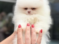 MAVİ GÖZLÜ POMERANİAN BOO TEDDY FACE