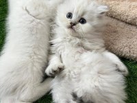 Safkan kedilerim kabiliyeti bilene