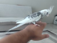 Evcil Konuşan Sultan Papağanı