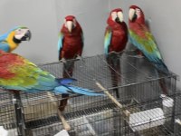 1-3 yaş aralığında genç kırmızı macaw papağanlar