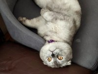 Acil satılık scottish fold