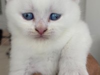 Scottish fold