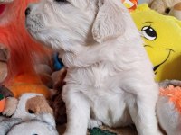 Golden Retriever Yavrular Canlı Görerek Alabilirsiniz