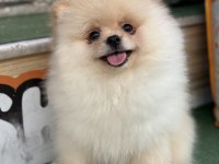 Ayı Surat Teacup Pomeranian Yavrularımız