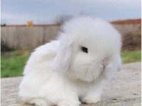 Hollanda Lop Yavru Tavşan