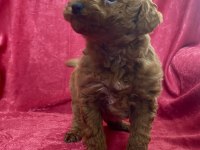 MİNİ RED TOY POODLE KIZIMIZ
