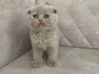 Ayı surat top kafa FAWN rengi dişi bebiş scottish fold