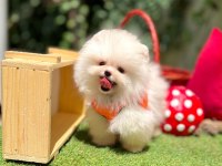Safkan pomeranian yavrular