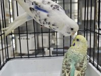 RENK GÜZELİ SON ÇEK MUHABBET KUŞU TAKIMLAR AÇIKLAMAYI OKUYUN