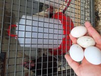 Bantam australorp 4+1