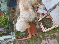 10 aylık tuvalet eğitimli aşıları tam terrier