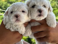 Maltese Terrier Yavruları Bembeyaz Kartopu