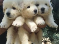 Golden Retriever Yavrular İçin Ulaşabilirsiniz