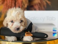 Maltipoo 2.5 aylık